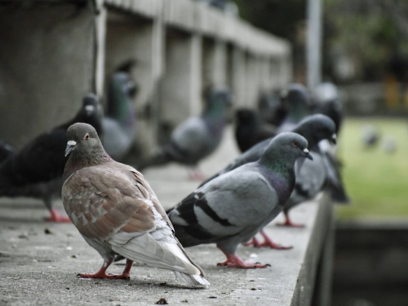 Explore The Pigeon Control System