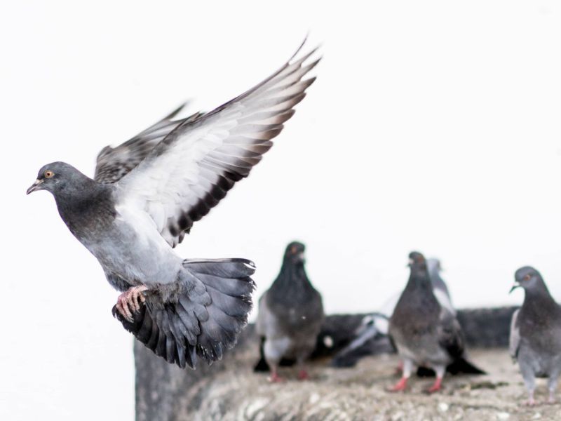 Picture related to pigeon control system https://baysolargroup.com/wp-content/uploads/2023/07/solar-panel-bird-deterrent-pigeon-control-system-bird-control-solution-solar-pigeon-guard-6e34d639.jpg