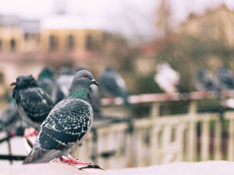 View solar bird deterrent https://baysolargroup.com/wp-content/uploads/2023/07/solar-pigeon-guard-solar-bird-deterrent-pigeon-control-system-solar-installations-ad4257b3.jpg